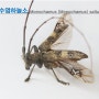 (5)북방수염하늘소 Monochamus (Monochamus) saltuarius