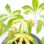 건강한 식재료 무늬 카사바 나무 재배 아열대 작물 키우기