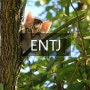 ENTJ 직업 연애스타일 연예인(2)