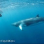 대산호초(GBR) 다이빙 여행 4편 : Mike ball Dive Expeditions로부터 받은 사진과 영상들. (2023년 7월)