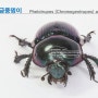 (6) 보라금풍뎅이 Phelotrupes (Chromogeotrupes) auratus