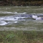 [전북 순창] 섬진강의 물줄기가 세차게 흐르는 여름 풍경/ 수위가 안정되면 "물놀이(피서)" 하기 좋은 곳.