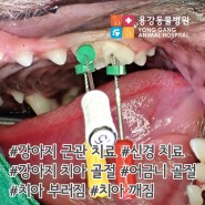 용강동물병원 :: 강아지 치아 골절 / 근관치료(신경치료) / 어금니 판상 골절