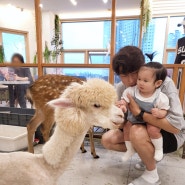 인천 실내동물원 아기랑 후기, 구월동 동물카페 쥬니멀