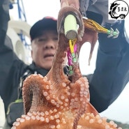 (2023.07.22) 선상문어낚시, 남해 여수 돌산도 신기방파제 돌풍호 / 부제 : 장마철 탁한 바닷물에서 효과 좋은 에기 색상 조합은?