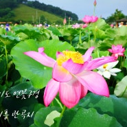시흥 연꽃 테마파크 관곡지, 7~8월에 가볼 만한 연꽃 명소, 연꽃 출사지