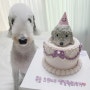강아지 생일파티/복슬 세번째 생일축하해