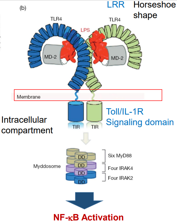 TLR[Toll Like Receptor], 대표적인 면역 시스템 탐지기 : 네이버 블로그