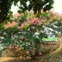 밀양여행 여름 가장 예쁜 배롱나무명소 배롱나무꽃 밀양향교 핑크빛 개화 소식