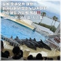 [일본 후쿠오카] 하카타에서 마린월드 우미노나카미치 해변 공원 가는 법 정리! 페리 이용 하카타 부두 제1터미널 시간표 비용 표 구매 방법 산큐패스 내돈내산