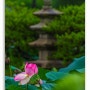 비오는 날 세미원 연꽃 (2023.07.23.) 1