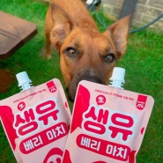 강아지 펫밀크 음수량 맛있게 채우기! 강아지 우유 직접 마셔봄 (ft.생유 베리마치)