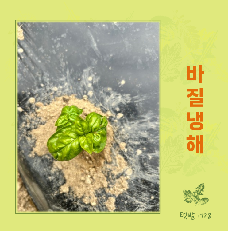 바질 냉해 4월 바질 모종 - 5월 첫 수확 일단 지켜봅니다! : 네이버 블로그
