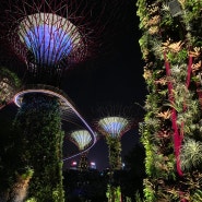 [2023 여름휴가] 싱가포르 (7)_티옹바루 베이커리/포트 캐닝 트리 터널/ 가든스 바이더 베이/ 클라우드 포레스트/ 스펙트라 분수쇼/ 슈퍼트리쇼/ 라우파삿 사테거리