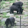 구례 지리산 반달가슴곰 / 국립공원야생생물보전원 남부보전센터