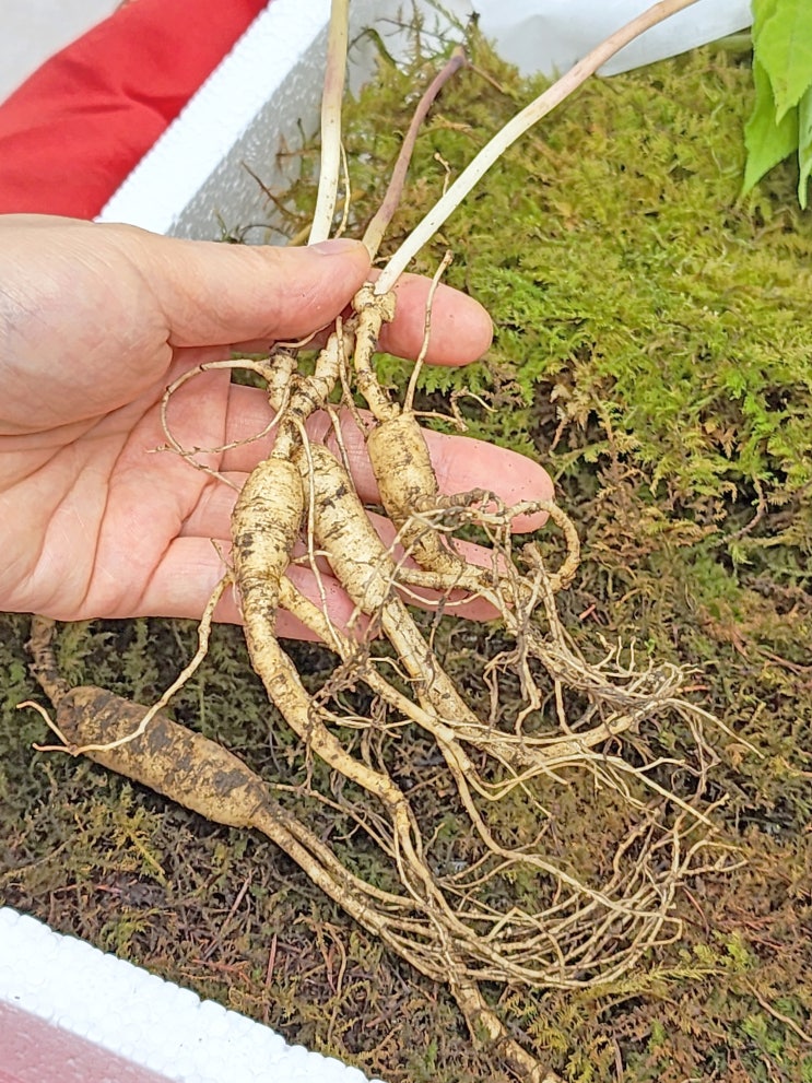 바른삼연구소 산삼 장뇌삼 명절선물로 고급스러워요 : 네이버 블로그