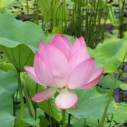 봉선사 연꽃축제