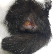 (고양이항문낭파열치료일지/오션시티동물병원) 항문낭 파열된 고양이환자 2주간 치료이야기