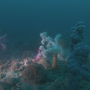 제주 서귀포 섶섬에서 스쿠버다이빙 중 수심 40m에서 만난 연산호군락지