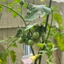 다이소 토마토 키우기(수확완료!)