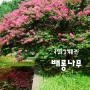 국립중앙박물관의 배롱나무(목백일홍)꽃과 수련