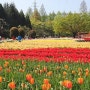 매년 열리는 꽃 축제 도나미 튤립 페어