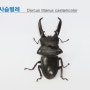 (8) 넓적사슴벌레 Dorcus titanus castanicolor