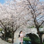 [벚꽃 놀이]:: 장자호수 공원 벚꽃 데이트(2023.04.02) 기록