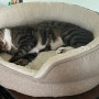 코스트코 커클랜드 시그니처 원형 애견 침대 후기 (고양이 방석)