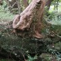 [빛의순간] 한라산 그리고 곶자왈과 나무