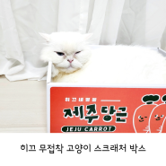 고양이 스크래처 만들어주기🐱 바잇미×펫플루언서 히끄 무접착 스크래처 박스 제주당근🥕