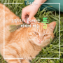[반려동물정보] 고양이가 좋아하는 풀, 피해야 하는 풀 | 캣그라스 캣닢 마따따비 고양이풀 | 웨스턴동물의료센터