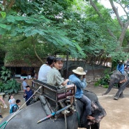 몽창카페 파타야 가족여행 코끼리 라이딩도 할수 있어요.