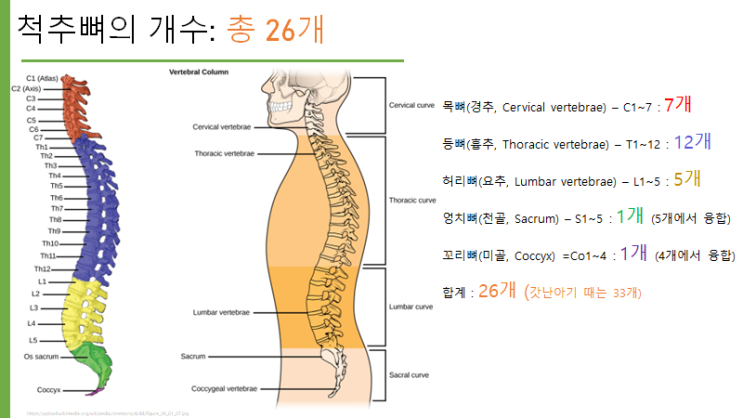 척추뼈 개수 소개 / 척추뼈의 일반구조 설명 : 네이버 블로그