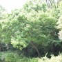 창경궁[22] - 쉬나무