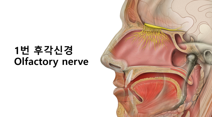 뇌신경 이야기 3탄. 1번 후각신경 : 네이버 블로그