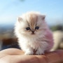 세상 최고 귀염 고양이들 몽땅 업데이트!!