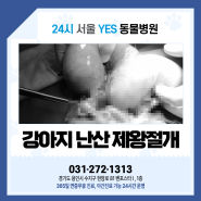 용인24시동물병원 강아지 난산 제왕절개 야간 응급수술