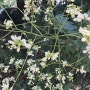 한여름에 피어난 회화나무 꽃