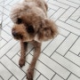 창원 의창구 폴리파크 팔용점 강아지 미용 호텔 요금