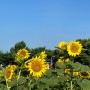 산책하기 좋은 수원 탑동 시민농장 여름꽃 해바라기