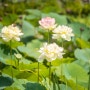 서천군에서 찾은 이색 식물원! '서천식물예술원'의 여름풍경