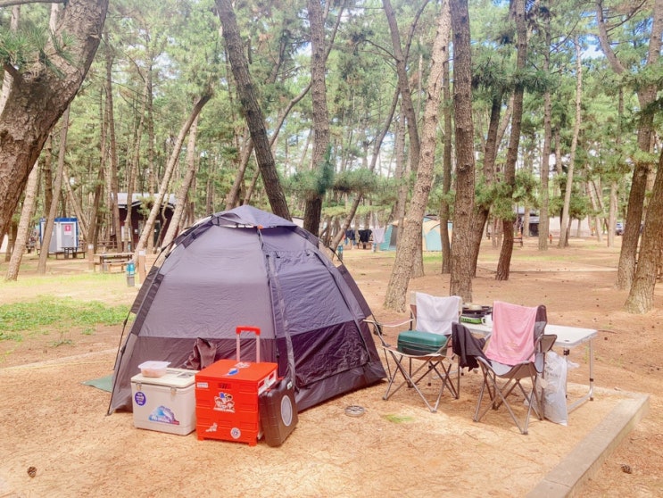 [캠핑기록] 충남 태안 국립공원 송림 야영장:: 몽산포오토캠핑장 : 네이버 블로그