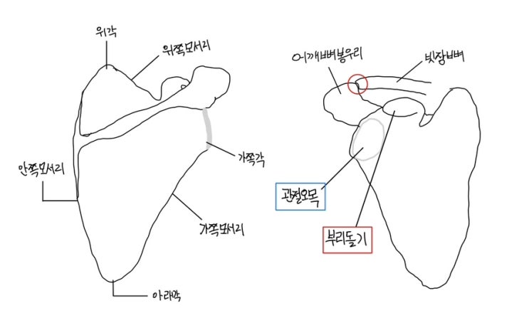 물리치료 국가고시 해부생리학 뼈대계해부 팔뼈 팔이음뼈 위팔뼈 아래팔뼈 손목뼈 : 네이버 블로그