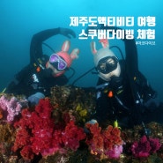 제주도 액티비티_서귀포 스킨스쿠버 스쿠버다이빙 체험 다이빙 원데이클래스(마코다이브)