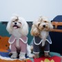 강아지 옷 브랜드 추천 쉬오트 여름 감사세일 파우더 니트 하프 집업