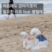 강아지옷 ㅣ 올 여름 강아지들이 옷을 입어야하는 이유 feat. 벨렐레 꼬불티