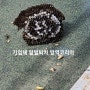 대전 청주 기업체 말벌퇴치 해충방역 ㅣ방역코리아