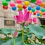 조계사 연꽃ㅣ깨달음의 향기 연꽃 만개한 서울 사찰