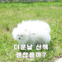 여름철 강아지 산책 괜찮을까? 주의사항